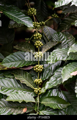 Kaffeeplantage in Coorg Karnataka Indien Stockfoto