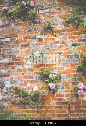 Ausgebildete Rosen Klettern auf einem roten Backstein ummauerten Garten Wand an Rouseham Haus. Juni 2017 Stockfoto