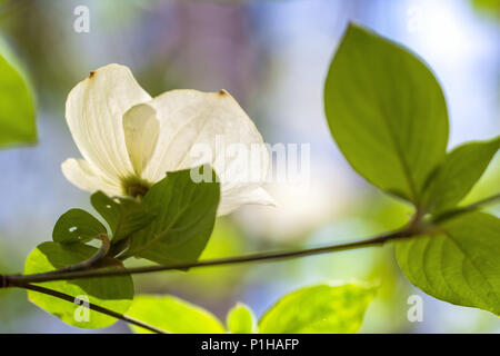Pacific hartriegel Blüte (Cornus nuttallii) Blüte im Frühjahr im Yosemite National Park, Kalifornien, USA. Stockfoto