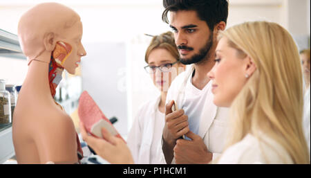 Studenten der Medizin untersuchen anatomische Modell im Klassenzimmer Stockfoto