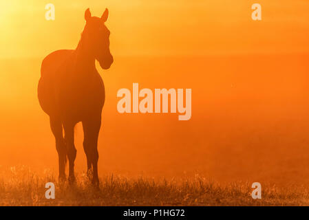 Wild Horse weidet auf der Wiese bei Sonnenuntergang Stockfoto