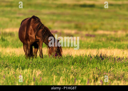 Wild Horse Schürfwunden im sonnendurchfluteten Wiese Stockfoto