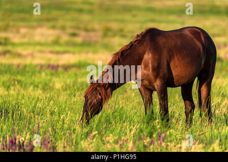 Wild Horse Schürfwunden im sonnendurchfluteten Wiese Stockfoto