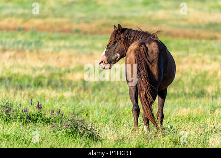 Wild Horse Schürfwunden im sonnendurchfluteten Wiese Stockfoto