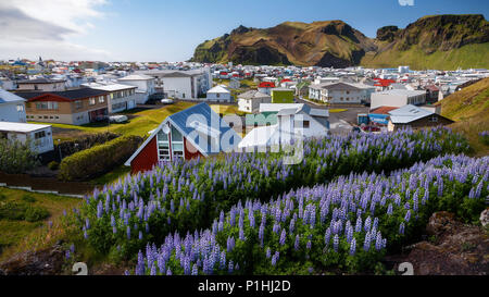 Malerische Sommer Landschaft auf heimaey Vestmannaeyjar island Feld der blühenden Lupinen Blumen Stockfoto