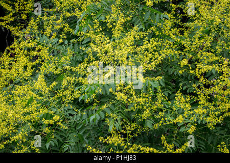 Gelbe Blumen von Kolreuteria paniculata Stockfoto