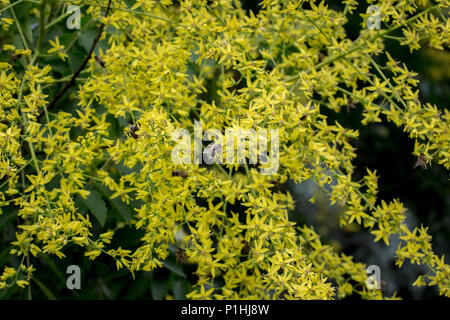 Gelbe Blumen von Kolreuteria paniculata Stockfoto