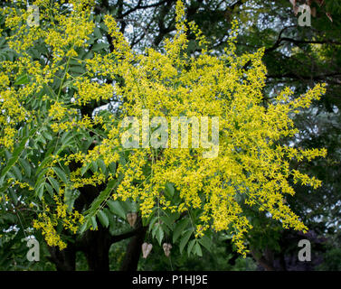 Gelbe Blumen von Kolreuteria paniculata Stockfoto