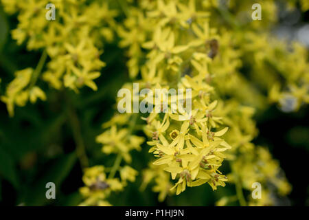 Gelbe Blumen von Kolreuteria paniculata Stockfoto