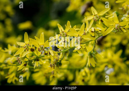 Gelbe Blumen von Kolreuteria paniculata Stockfoto