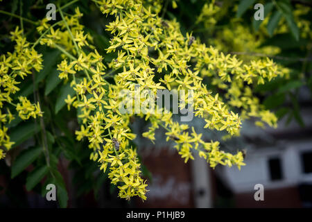 Gelbe Blumen von Kolreuteria paniculata Stockfoto