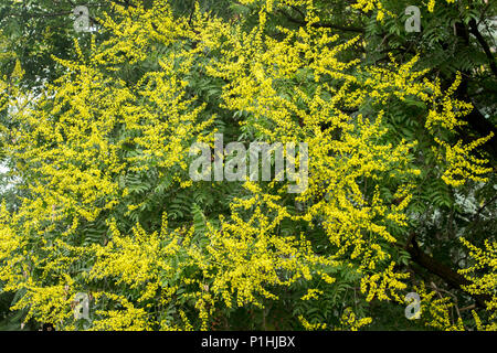 Gelbe Blumen von Kolreuteria paniculata Stockfoto