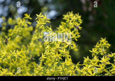 Gelbe Blumen von Kolreuteria paniculata Stockfoto