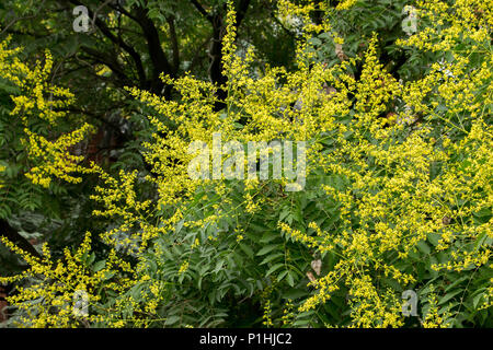 Gelbe Blumen von Kolreuteria paniculata Stockfoto