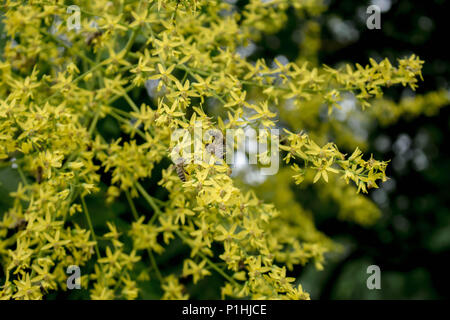 Gelbe Blumen von Kolreuteria paniculata Stockfoto