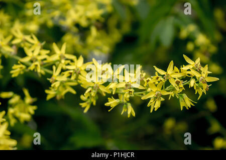 Gelbe Blumen von Kolreuteria paniculata Stockfoto