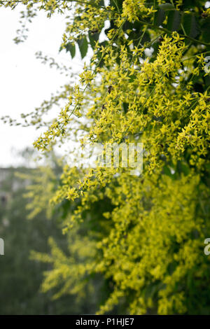 Gelbe Blumen von Kolreuteria paniculata Stockfoto