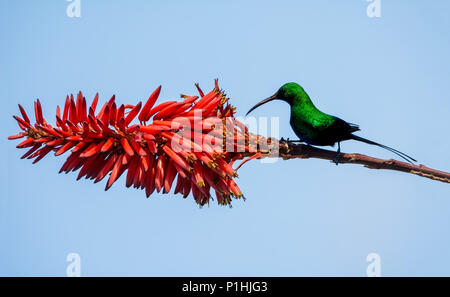 Ein männlicher Malachite Sunbird in voll zur Zucht Gefieder im Südlichen Afrika Stockfoto