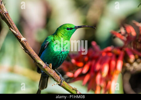 Ein männlicher Malachite Sunbird in voll zur Zucht Gefieder im Südlichen Afrika Stockfoto