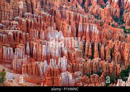 Große Türme geschnitzten entfernt, die durch Erosion im Bryce Canyon National Park, Utah, USA. Stockfoto