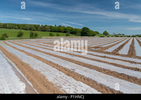 Neu bepflanzten Feld von Mais unter Bio-degradeable Plastikplanen, um zu helfen, frühe ggrowth Hilfe. Cumbria, Großbritannien. Stockfoto