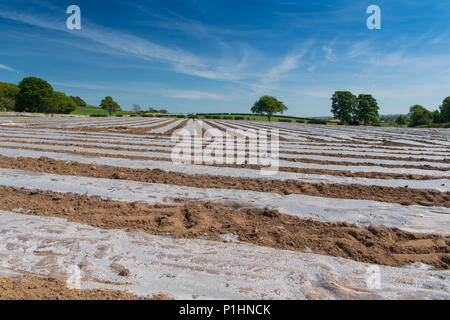 Neu bepflanzten Feld von Mais unter Bio-degradeable Plastikplanen, um zu helfen, frühe ggrowth Hilfe. Cumbria, Großbritannien. Stockfoto