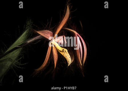 Procatavola golden Peacock Orchidee. Stockfoto