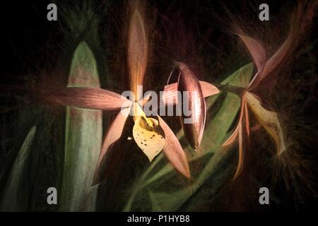 Procatavola golden Peacock Orchidee. Stockfoto