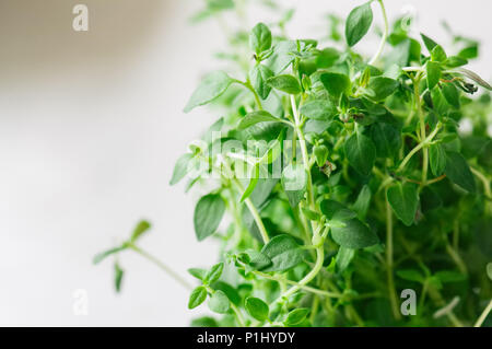 Home Gartenbau Konzept. Frisches Wachstum Thymian in einem Topf. Close Up. Getönt. Selektive konzentrieren. Stockfoto