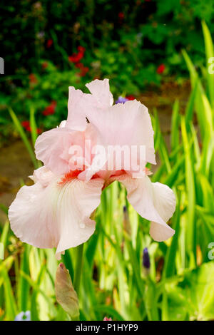 Pfirsich Farbe tall bearded Iris Blume in einem Garten. Stockfoto