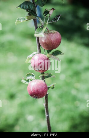 Gemeinschaft garten in Middlesbrough Stockfoto