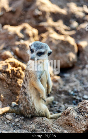 Neugierig und anfragende surikat oder erdmännchen Gerade und sitzen bequem beobachten. Stockfoto