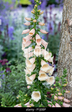 Digitalis purpurea 'almatian Pfirsich'. Fingerhut "almatian Pfirsich' auf einem Display eine Blume zeigen. Großbritannien Stockfoto