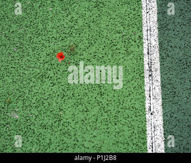 Ein Mohn wächst auf einem Tennisplatz Stockfoto