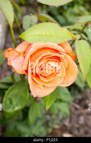 Orange Rose im Garten und Blätter Stockfoto