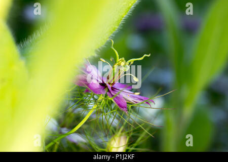 Schwarzer Kümmel (Nigella sativa) in Violett Farbe im Garten Stockfoto