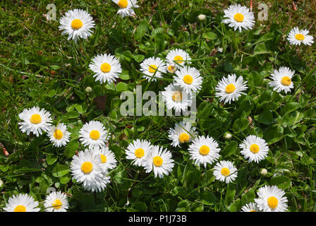 Nahaufnahme der üblichen Gänseblümchen-Blumen England Großbritannien GB Großbritannien Stockfoto