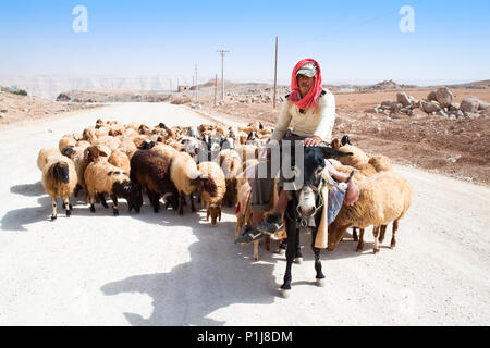 KARAK, Jordanien - 23. SEPTEMBER: Hirten auf Esel führt seine Schafe Verfolgung für Weide- Masse, Septemter 23. 2010. Karak, Jordanien Stockfoto