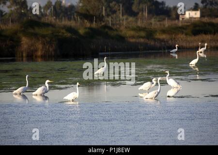 Spanien - Katalonien - Montsià (Kreis) - TARRAGONA. cerca de Sant Carles de la Ràpita; garzas. Stockfoto