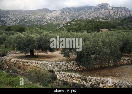 Spanien - Katalonien - Baix Ebre (Kreis) - TARRAGONA. cerca de Alfara de Carles, Ports de Beseit/Häfen de Beceite y Olivares en Zona de Les Clotes. Stockfoto