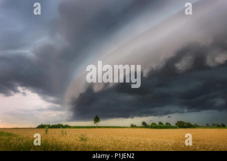 Ein Gewitter Shelfcloud von über einem Maisfeld in Heinsberg, Nordrhein-Westfalen, Deutschland Stockfoto