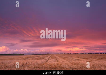 Wolken über einem abgeernteten Maisfeld beleuchtet durch den Sonnenuntergang, Neuss, Nordrhein-Westfalen, Deutschland Stockfoto