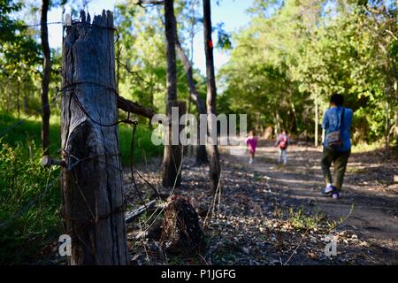 Mutter nimmt Bilder von ihren Töchtern gehen durch einen Wald, Paluma Range National Park, Rollingstone QLD, Australia Stockfoto