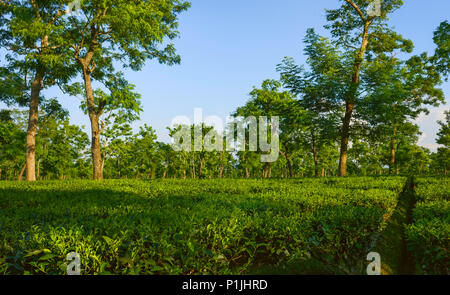 Blick über Tee Plantage in der Erntezeit im Sommer durch Bäume, die Schatten in der Nähe von Jorhat, Assam, Indien flankiert. Stockfoto