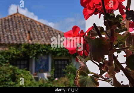 Flor e Adr Stockfoto