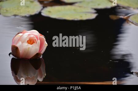 Flor e Adr Stockfoto