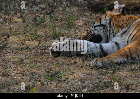 Royal Bengal Tiger, New Delhi, Indien - April 2, 2018: eine schlafende Royal Bengal Tigers (Panthera tigris tigris) Pfote an National Zoological Park, New Del Stockfoto