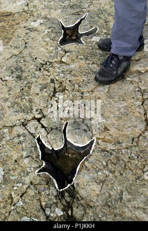 Bretún: 'Del Yacimiento Frontal ';''o icnitas Huellas de dinosaurio (Comarca de Tierras Altas"). Stockfoto