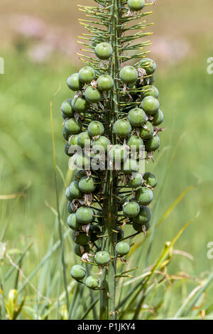 Landschaft von Eremurus robustus mit reifenden Samen, Wüstenkerze, Fuchsenschwanz-Lilie Stockfoto