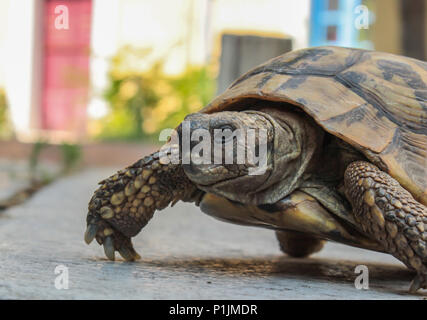 Nahaufnahme eines Gemeinsamen Europäischen Schildkröten (Testudo graeca) in einer Stadt Umgebung Stockfoto